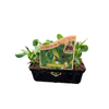 Punnet Snow Pea Dwarf - Pisum sativum