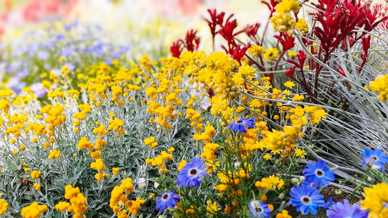 A garden with bright red, yellow and purple flowering plants.