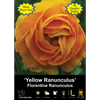 Yarra Valley Bulbs Ranunculus Florentine Yellow - 20 Pack