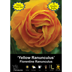 Yarra Valley Bulbs Ranunculus Florentine Yellow - 20 Pack