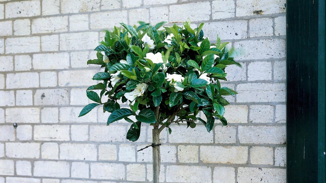 a gardenia
