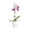 100mm Moth Orchid - Phalaenopsis Orchid With Ceramic Pot