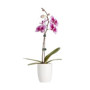100mm Moth Orchid - Phalaenopsis Orchid With Ceramic Pot