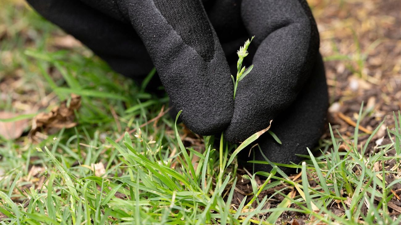 A gloved hand is pulling weeds from the grass.