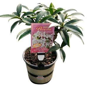 2.5L Daphne Perfume Princess - Daphne odora x bholua