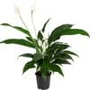 120mm Peace Lily - Spathiphyllum Benito