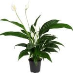 120mm Peace Lily - Spathiphyllum Benito
