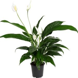 120mm Peace Lily - Spathiphyllum Benito