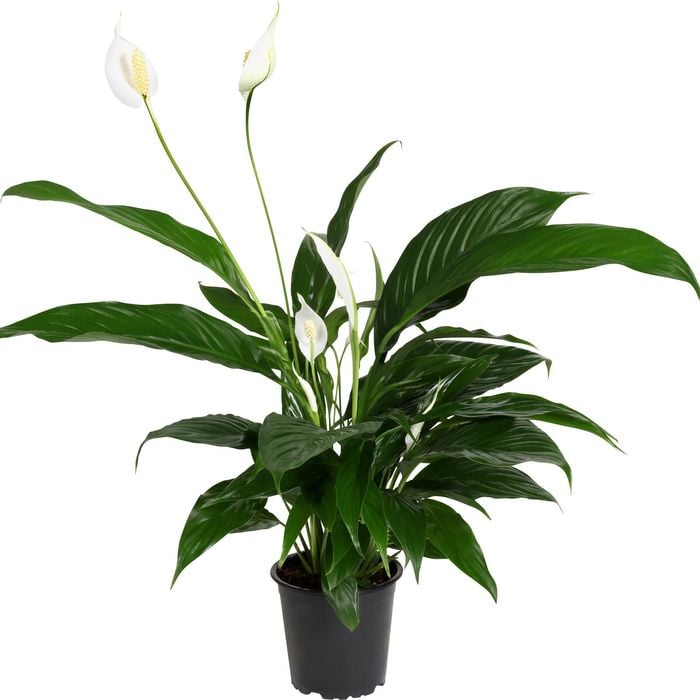 120mm Peace Lily - Spathiphyllum Benito
