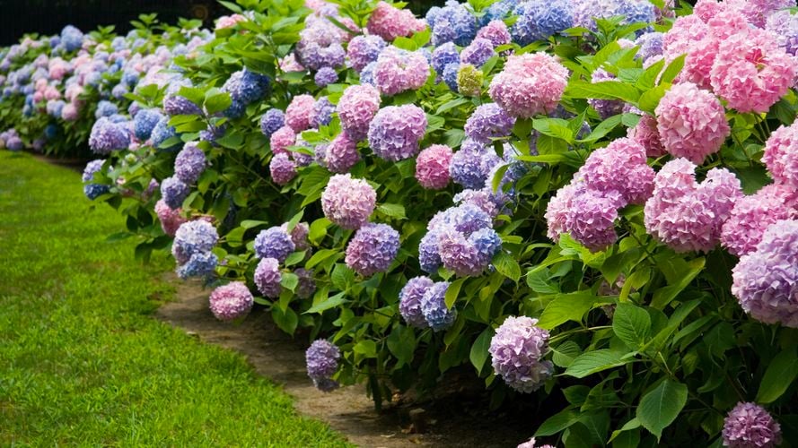 Wide angle of hydrangeas in the garden