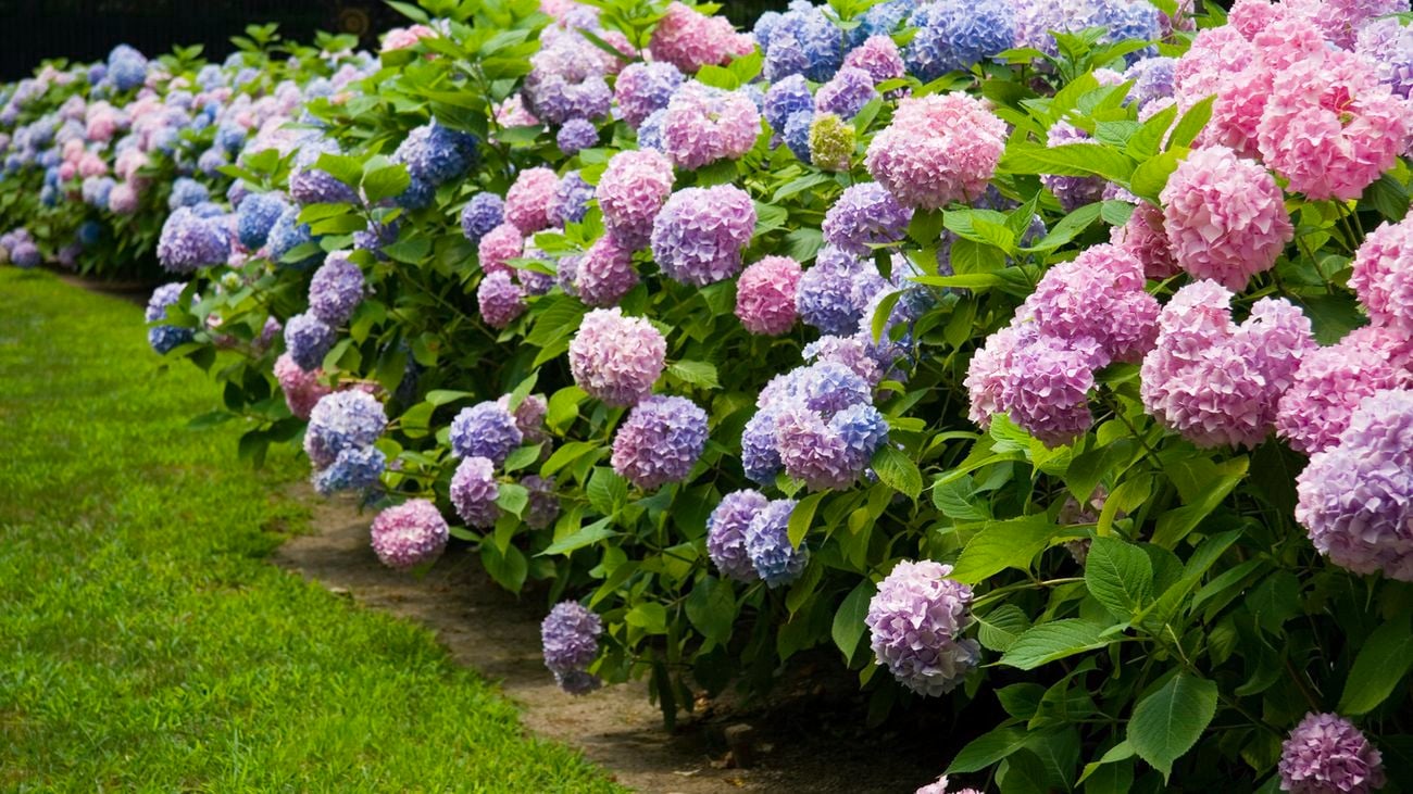Wide angle of hydrangeas in the garden
