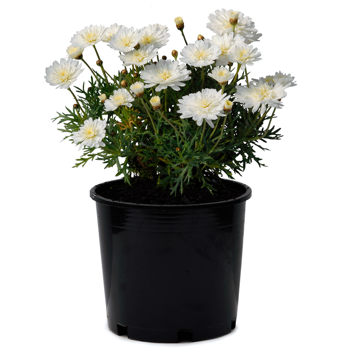 2.5L Federation Daisy Purity - Argyranthemum frutescens
