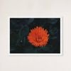 Galrie Kabloom Bright Red Flower Fine Art Photography Print for Home Decor, White Frame, 70 x 100cm (28 x 40inch)
