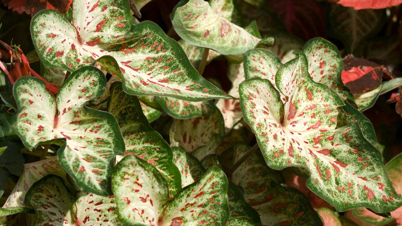 Syngonium, spotted leaves in green, white and burgundy