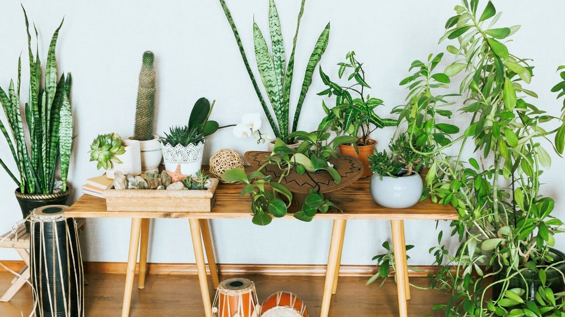 Various indoor plants.