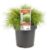 200mm Limelight Bower Watle - Acacia cognata