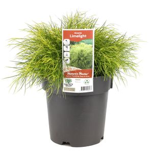 200mm Limelight Bower Watle - Acacia cognata