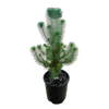 140mm Pinus Pine Nut - Pinus pincea