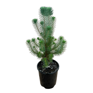 140mm Pinus Pine Nut - Pinus pincea