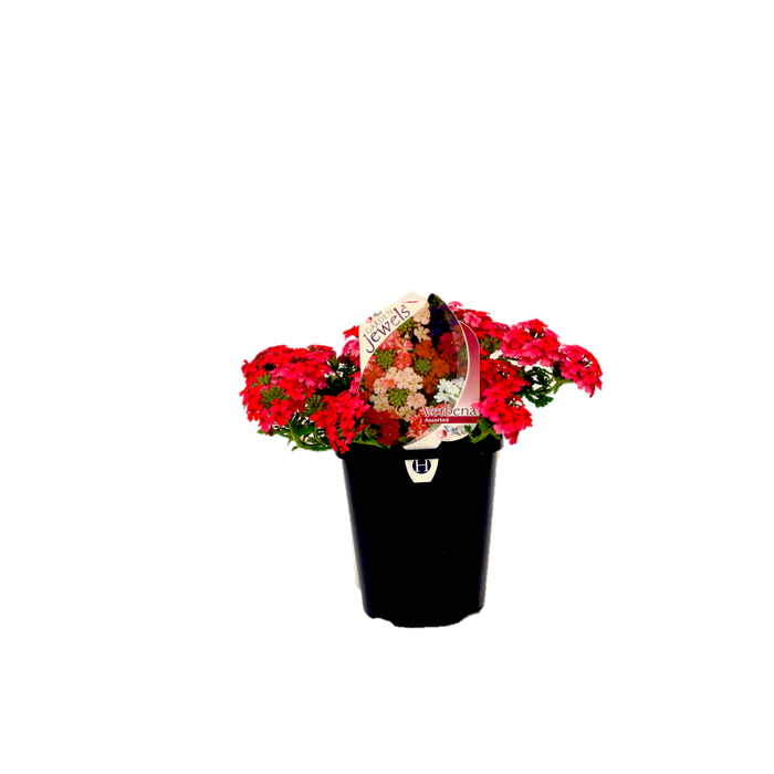 150mm Garden Jewel - Verbena hybrid
