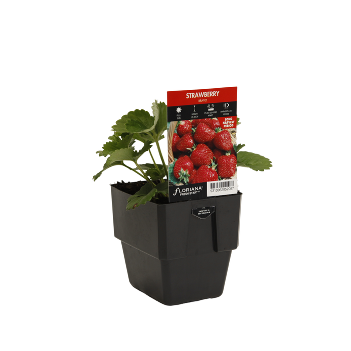 125mm Strawberry Bravo - Fragaria ananassa