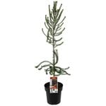 200mm Health Leaf Banksia - Banksia ericifolia