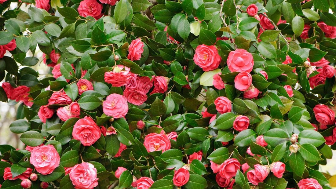 A bushy camellia tree with many pink flowers.