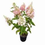 200mm Hydrangea Candlelight - Hydrangea macrophylla