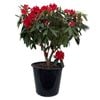 30L Rhododendron Assorted - Rhododendron ferrugineum