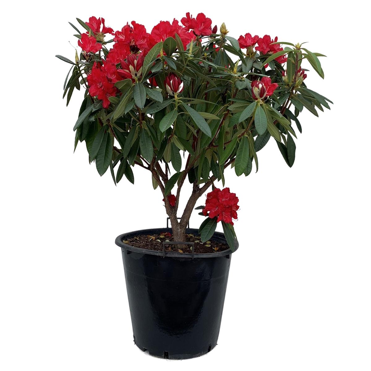 30L Rhododendron Assorted - Rhododendron ferrugineum - Bunnings New Zealand
