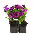 140mm Flower Essence - Osteospermum hybrid - 4 Pack