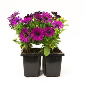 140mm Flower Essence - Osteospermum hybrid - 4 Pack