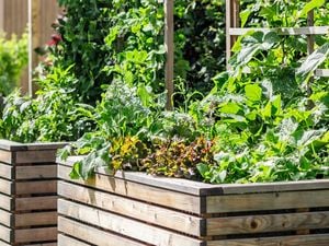 Raised garden beds with trellises filled with leafy greens.