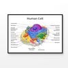 Human Cell Closeup Vector Print 100% Australian Made 120x90cm (Poster)