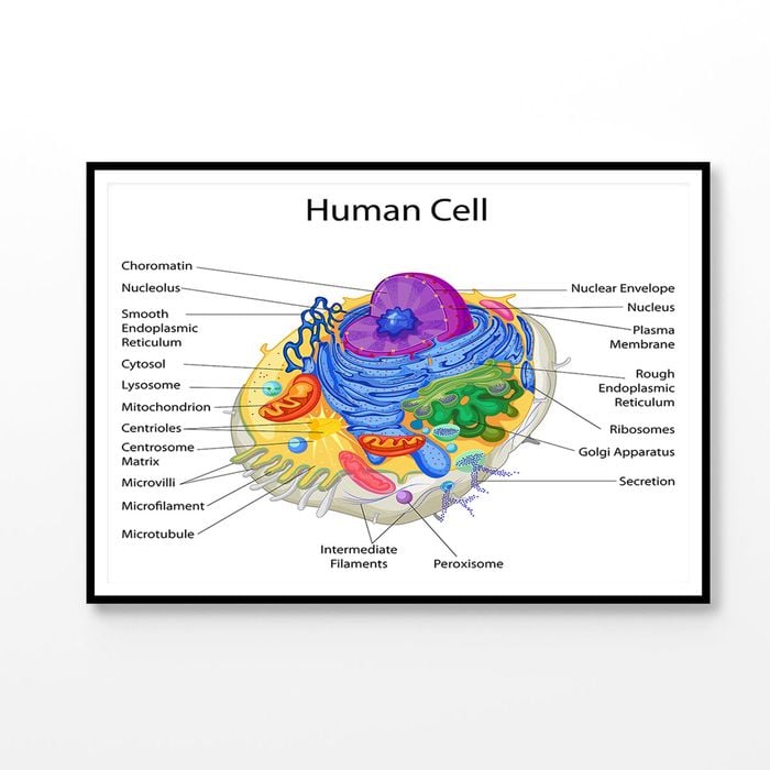 Human Cell Closeup Vector Print 100% Australian Made 120x90cm (Poster)