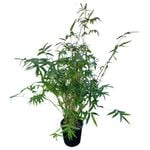 3.3L Chinese Goddess Bamboo - Bambusa Wang Tsaii