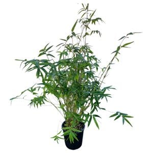 3.3L Chinese Goddess Bamboo - Bambusa Wang Tsaii