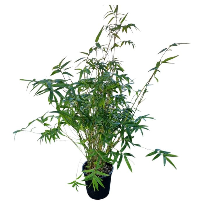 3.3L Chinese Goddess Bamboo - Bambusa Wang Tsaii