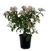 6-8L Viburnum Assorted - Viburnum