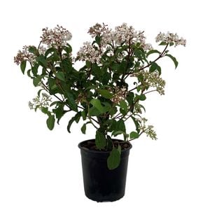 6-8L Viburnum Assorted - Viburnum