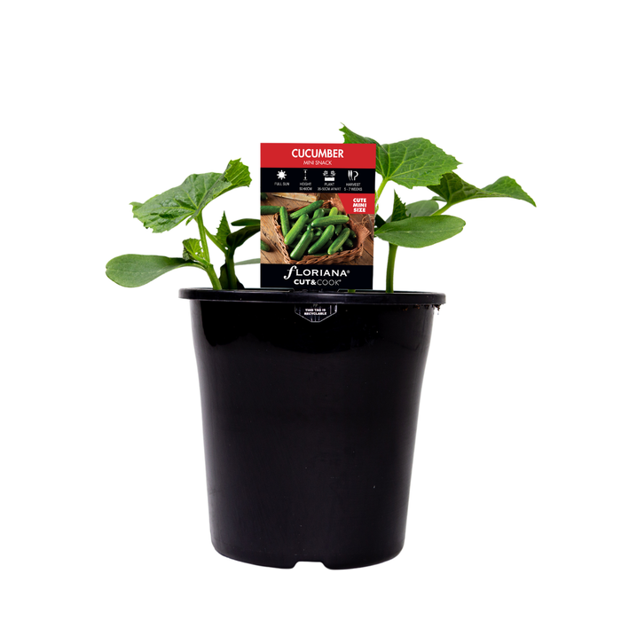 180mm Cucumber Mini Snack - Cucumis sativus