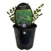 1.9L Mint Bush - Prostanthera rotundifolia Cuneata
