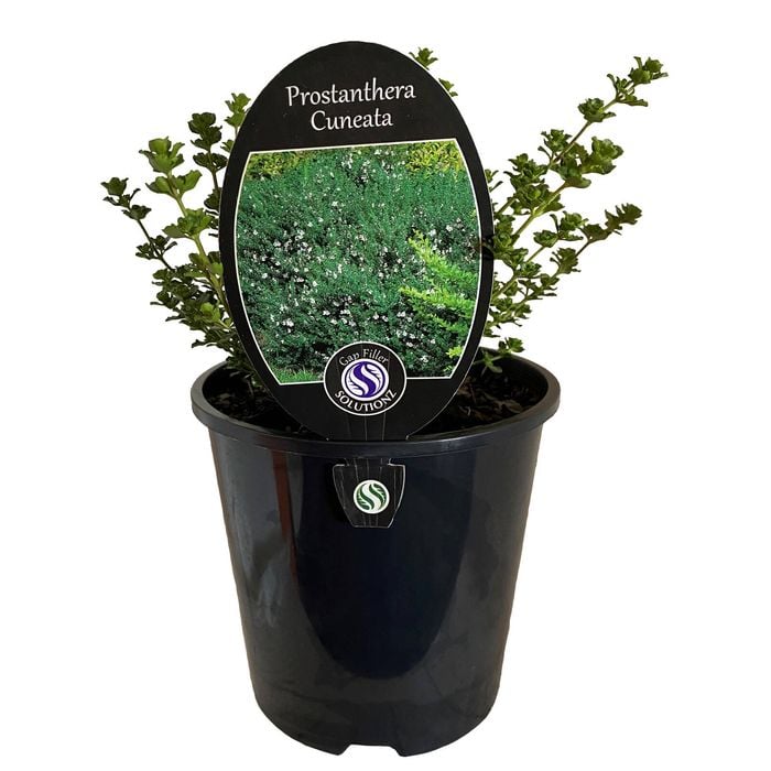 1.9L Mint Bush - Prostanthera rotundifolia Cuneata