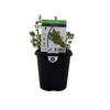 95mm Thyme - Thymus vulgaris