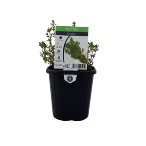 95mm Thyme - Thymus vulgaris