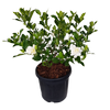 6L Gardenia - Gardenia veitchii