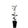 70mm Camellia Lucinda - Camellia sasanqua