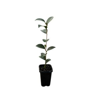 70mm Camellia Lucinda - Camellia sasanqua