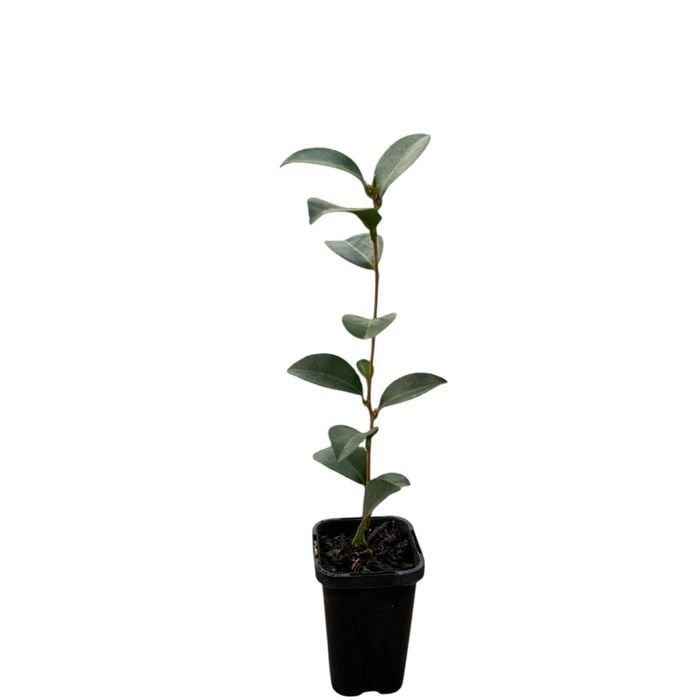 70mm Camellia Lucinda - Camellia sasanqua