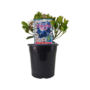 180mm Indian Hawthorn Oriental Pearl - Rhaphiolepis indica